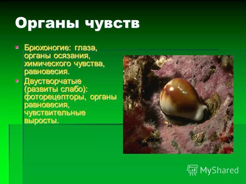 органы обоняния у моллюсков