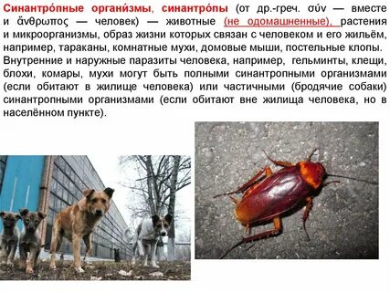 Синатропные насекомые