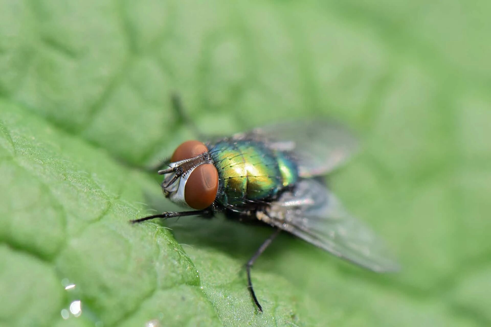 Fly green. Листовая Муха. Зеленая Муха. Большая зеленая Муха. Темно зеленая Муха.