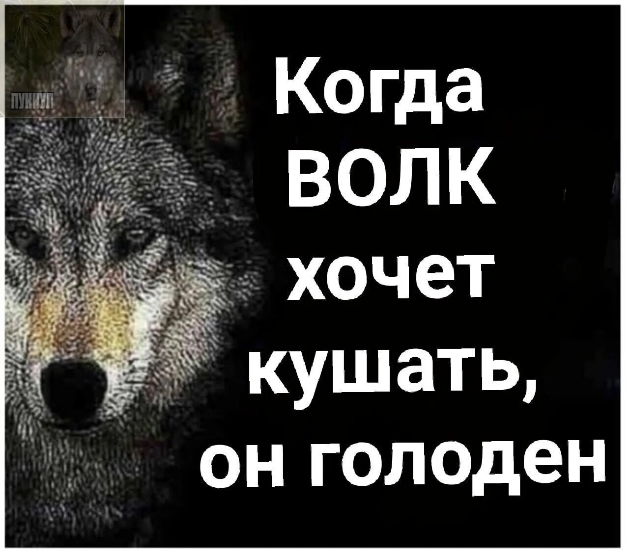 Волчьи цитаты мем. Цитаты волка. волчьи цитаты. мемы с волками и цитатами.