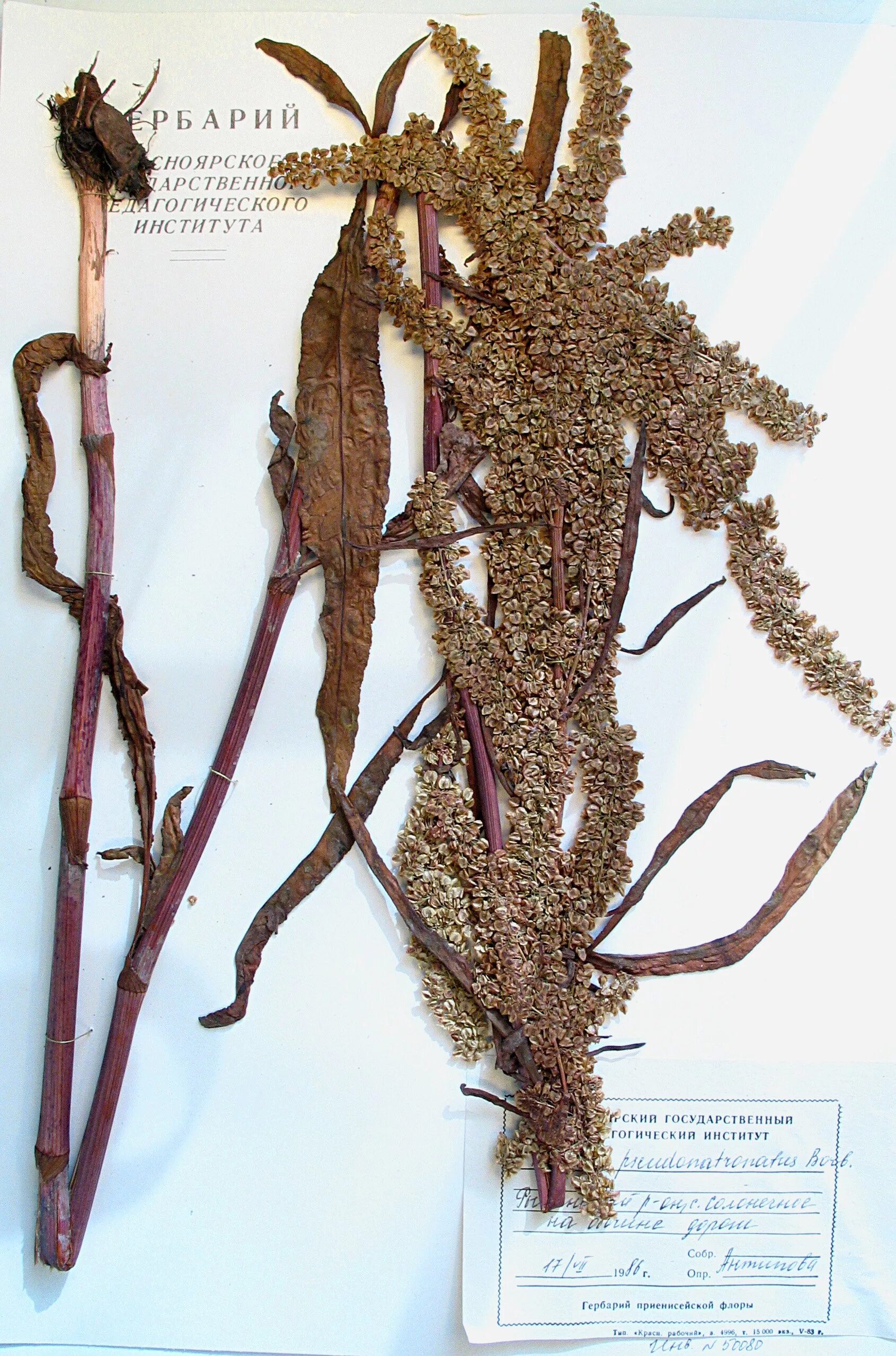 MW0319947, Rumex crispus (Щавель курчавый), specimen