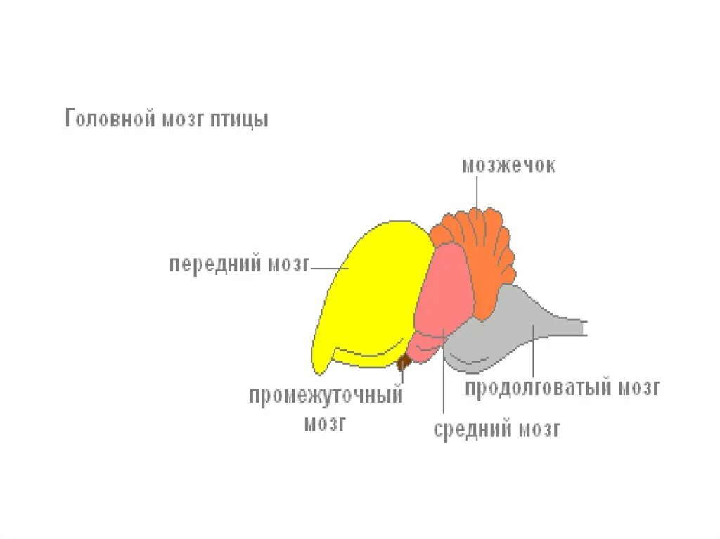 Схема строения головного мозга птицы. Строение головного мозга птицы 7 класс биология. Отделы головного мозга у птиц схема. Строение отделов головного мозга птиц. Передний мозг у птиц функции