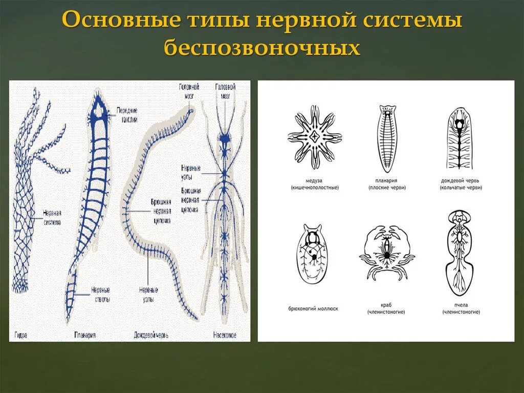 У каких беспозвоночных животных нервная система образована