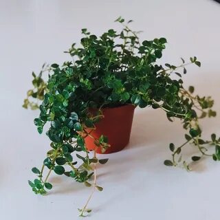 Пилея мелколистная