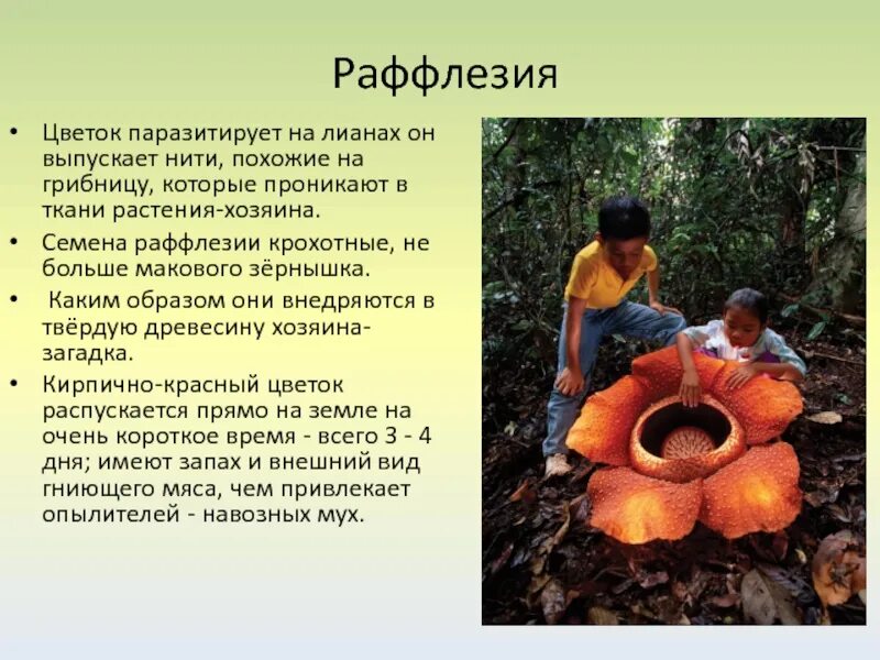 Раффлезия арнольди паразит. Раффлезия растение паразит. Сообщение удивительные растения паразиты. Раффлезия арнольди цветок. Растения паразиты биология 5 класс.