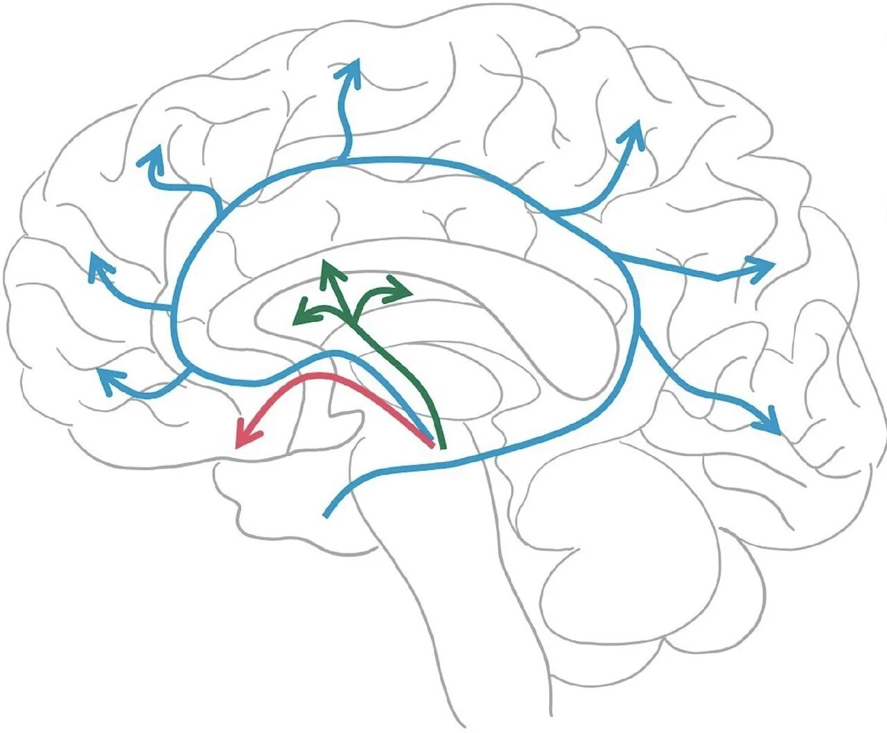 Решение brain. Дофаминовая система мозга. Дофаминовые пути в головном мозге. Дофамин мозг. Допамин в мозге.