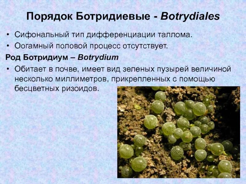 Ботридиум водоросль. Ботридиум водоросль строение. Отдел Охрофитовые водоросли. Порядок Ботридиевые Botrydiales.