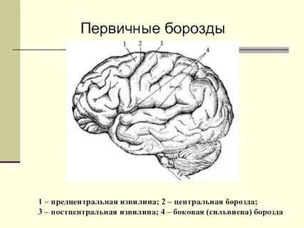 Центральная борозда полушария большого мозга