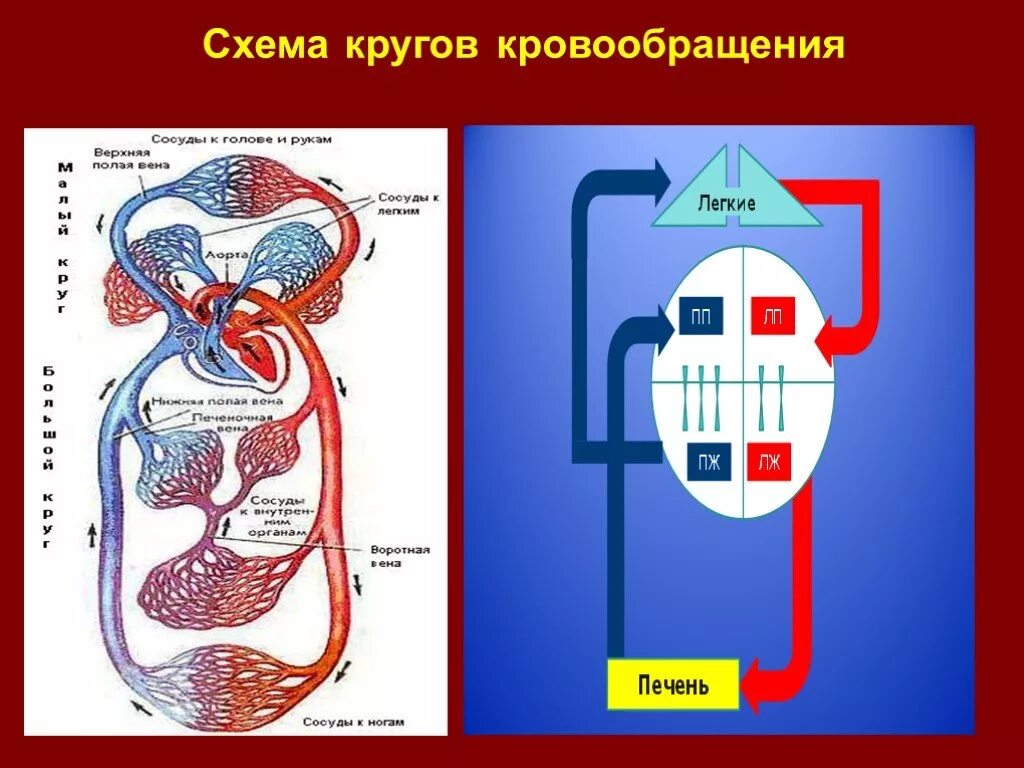 малый круг кровообращения схема. схема малого круга кровообращения. малый и большой круг кровообращения человека схема. схема большого и малого круга кровообращения. схема малого круга кровообращения рисунок.