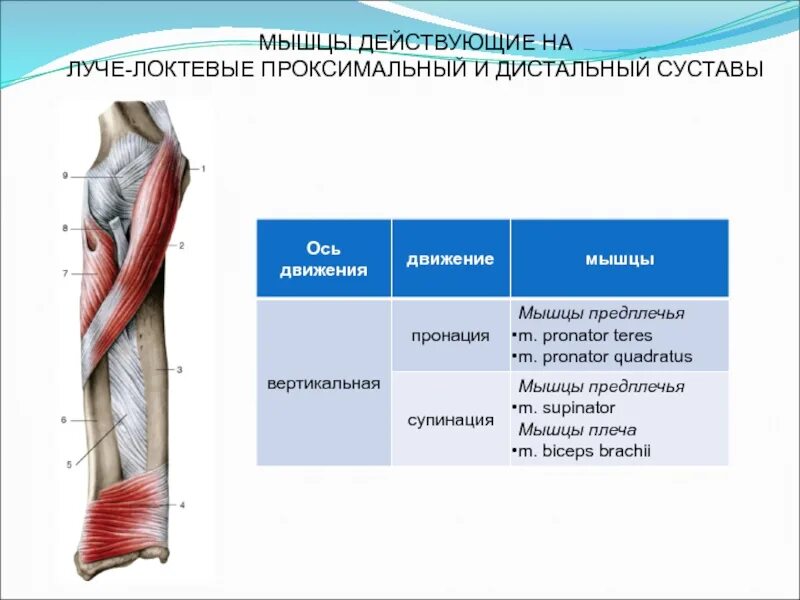 Мышцы приводящие в движение. Мышцы обеспечивающие движение в локтевом суставе. Мышцы действующие на локтевой сустав. Локтевой сустав мышцы действующие на сустав. Проксимальные мышцы.