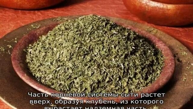 Семена Тригонелла, Грибная Трава 5 шт. - купить в интернет-магазине по низкой це