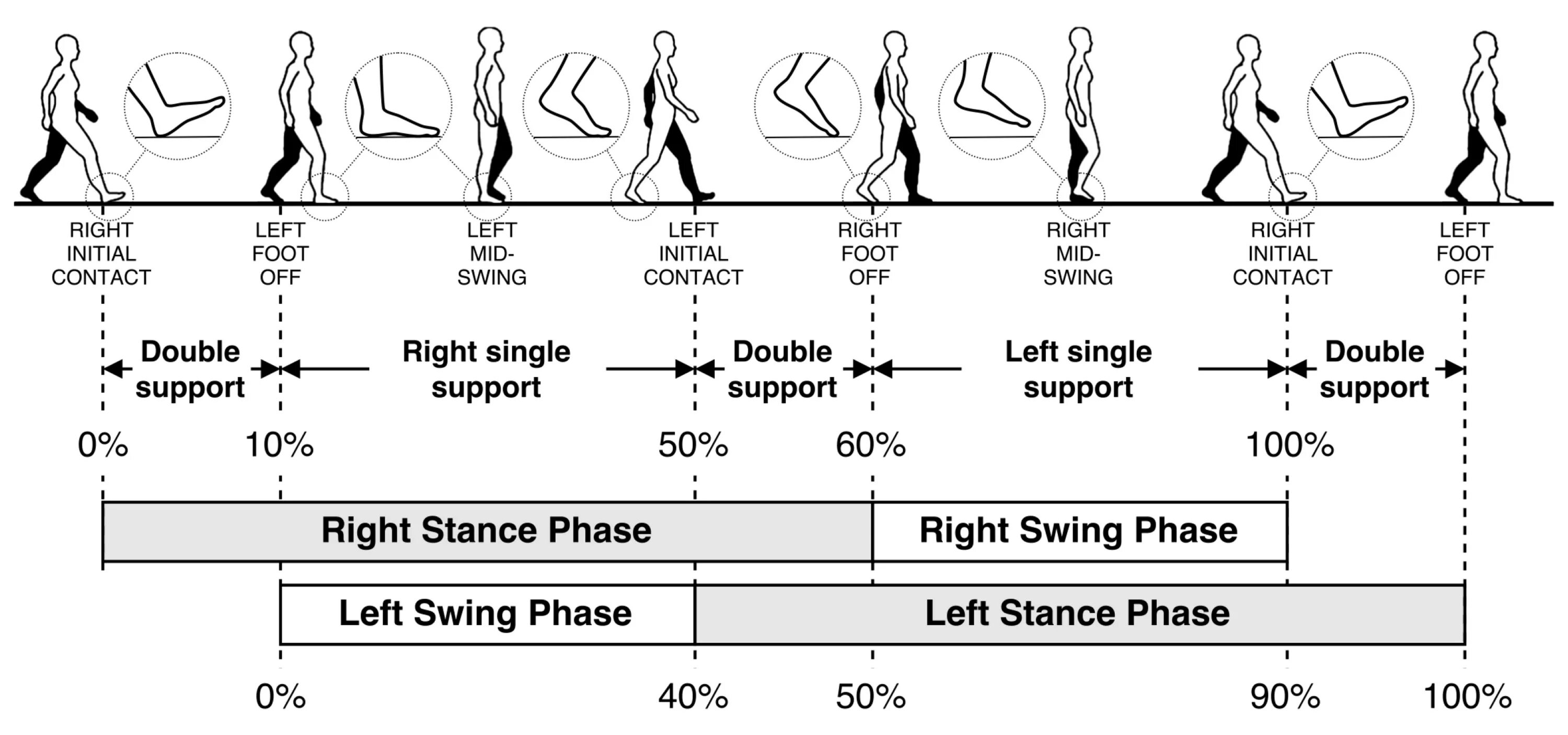 Left supported. Gait pattern. Double phase. Gait Cycle. Single support phase Double support phase.