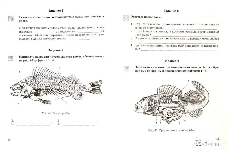 Тест по рыбам 8 класс