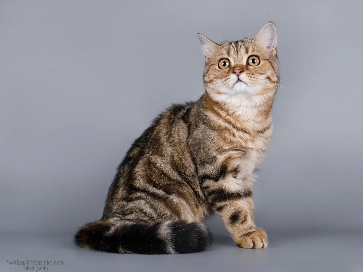 Scottish straight shorthair. Шотландская кошка прямоухая. Шотландские вислоухие коты. Шотландский вислоухий кот скоттиш фолд. Шотланскаявислоухакошка.