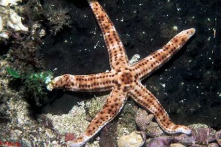 Морское беспозвоночное животное 7 букв