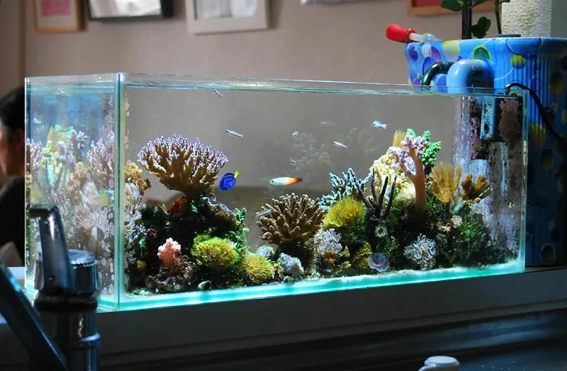 Морской нано аквариум. Маленький аквариум с кораллами. Морской нано риф. Аквариум + 2013.