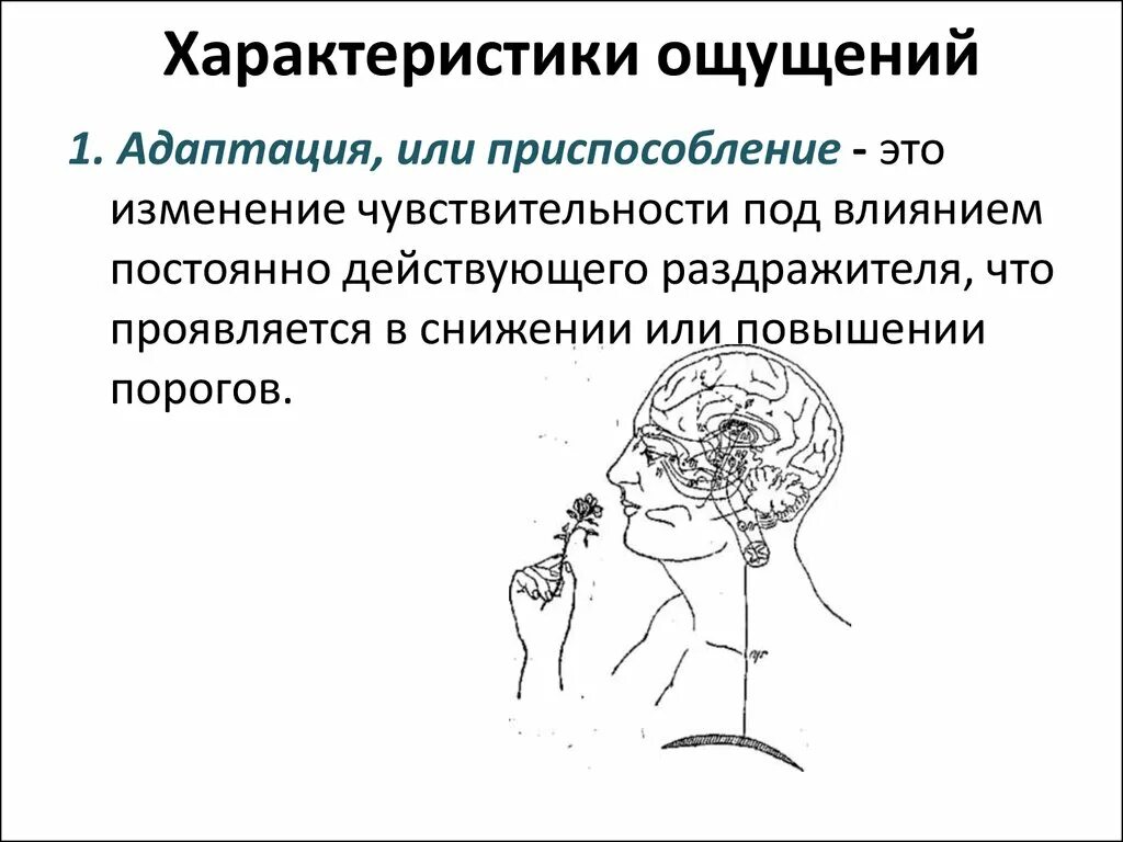 Характеристика ощущений. Изменение ощущений. Адаптация как свойство ощущений. Адаптация чувствительности. Ощущается 30