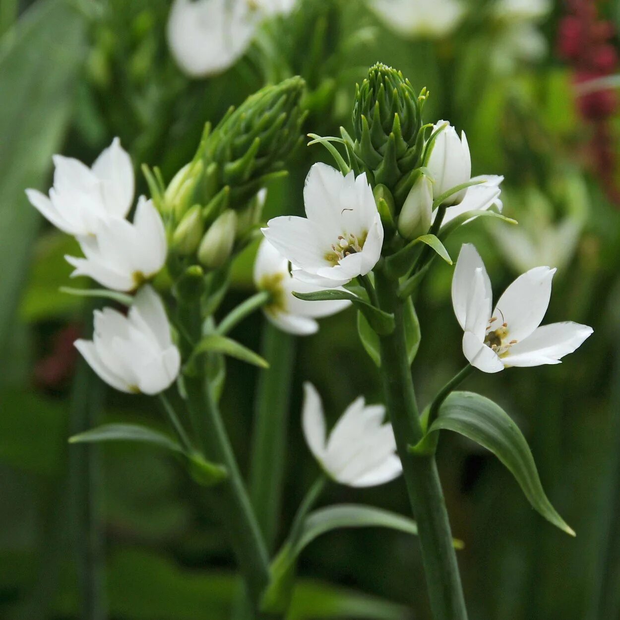 Ornithogalum dubium. Птицемлечник пиренейский. Птицемлечник хвостатый. Птицемлечник орнитогалум. Орнитогалум маунт фуджи.