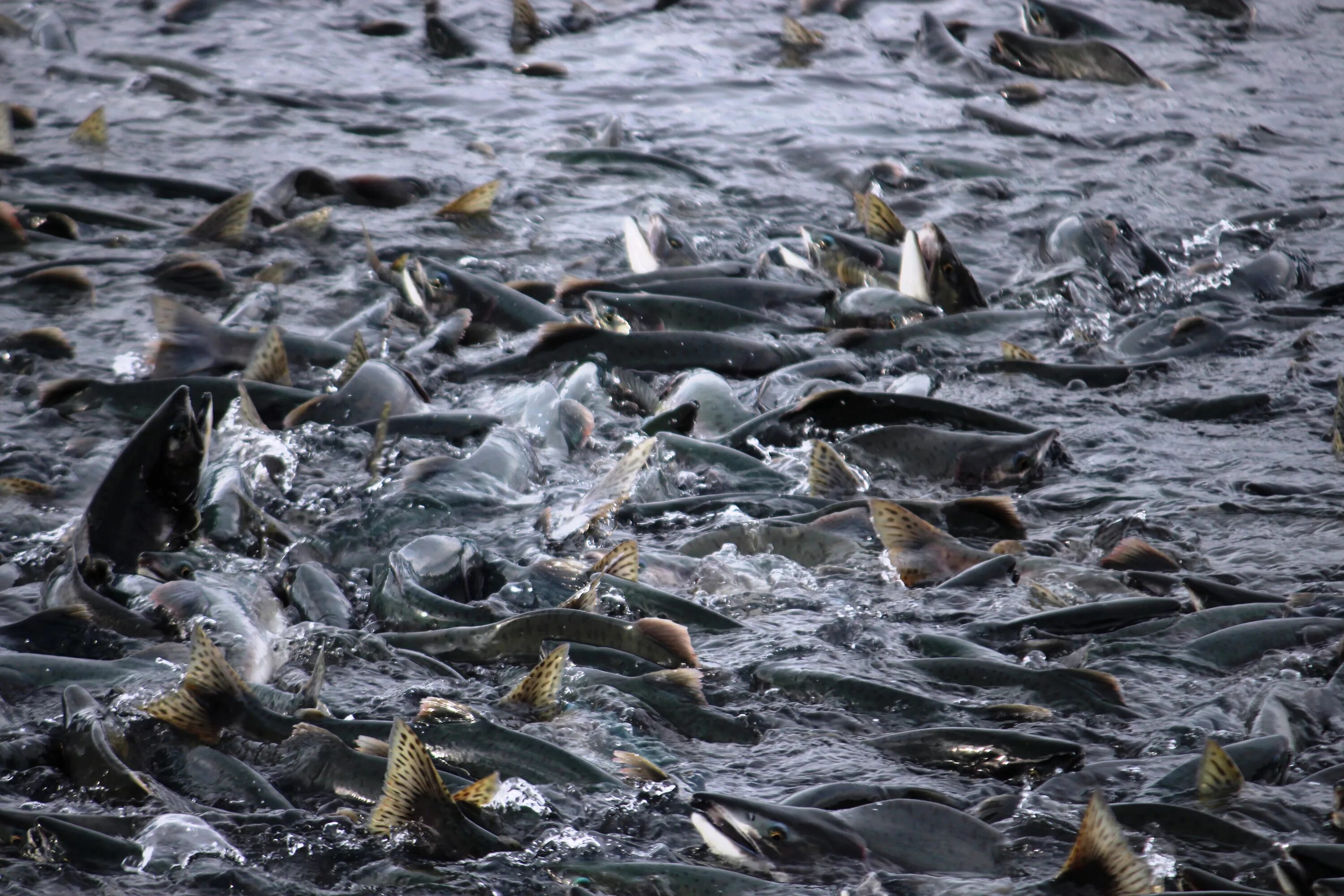 Рыба кипит. Тихоокеанский лосось миграция. Миграция лосося Камчатка. Тихоокеанский лосось нерест. Охотское море лосось.