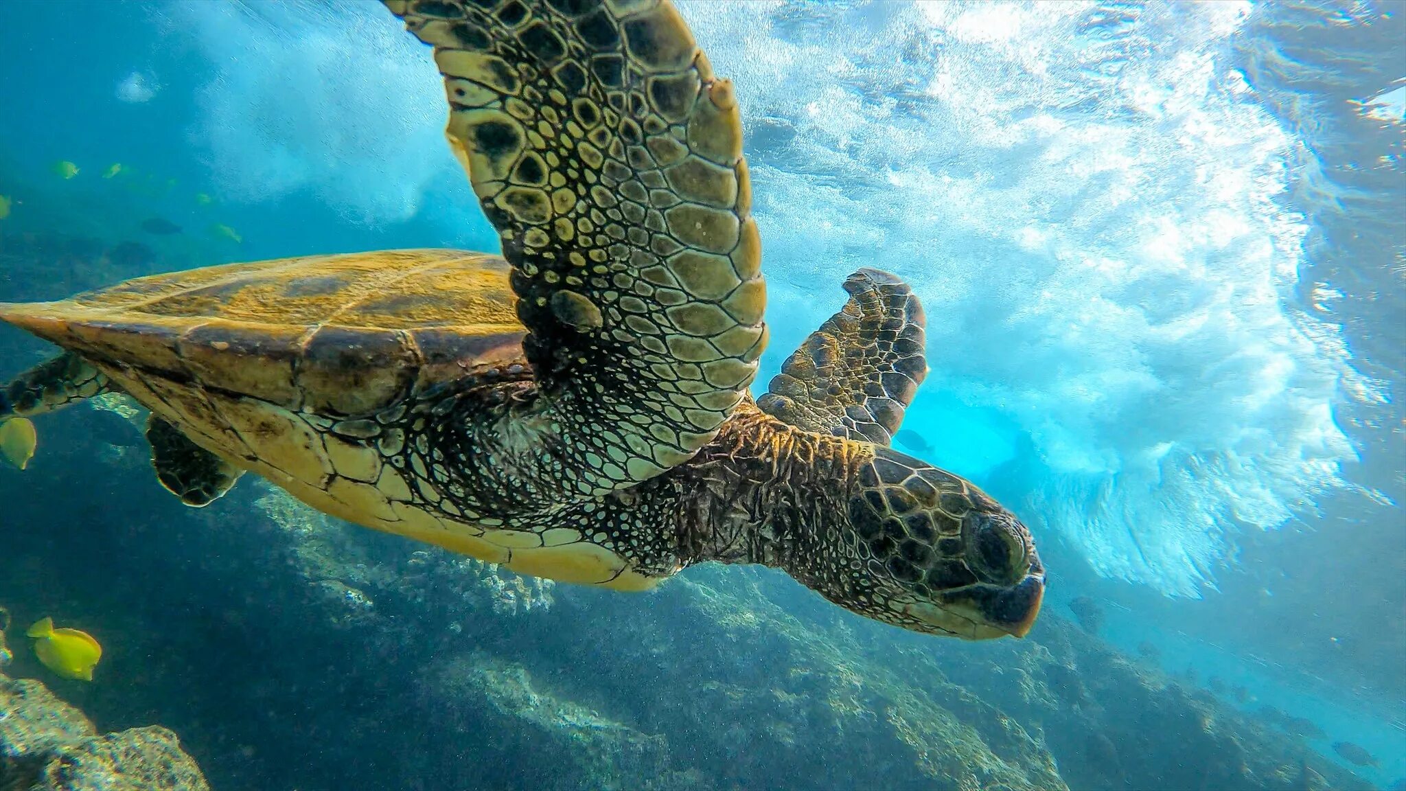 Turtle screen
