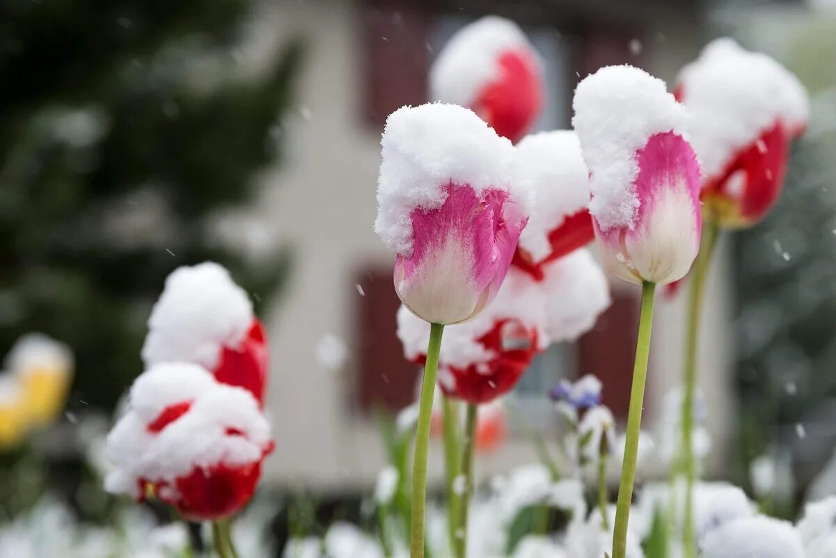 Летний снег. Снег летом. Снег в мае. Лето снег. Заморозки тюльпаны.