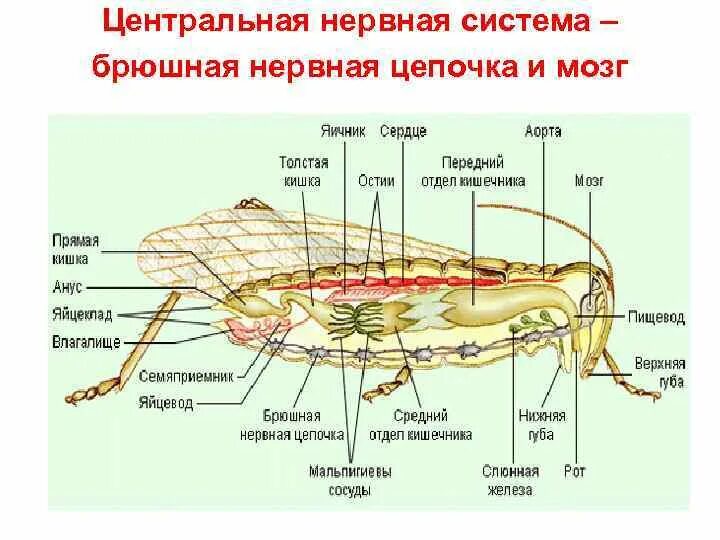 Внутреннее строение насекомых. Внешнее строение насекомых. Нервная система брюшная нервная цепочка. Строение нервной системы насекомых.