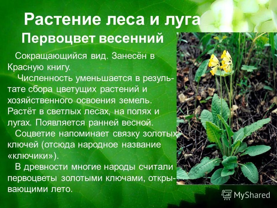 редкие растения занесенные в красную книгу. лесное растение занесенное в красную. растения из красной книги. растение леса в красной книге. ростениякрасной книги.