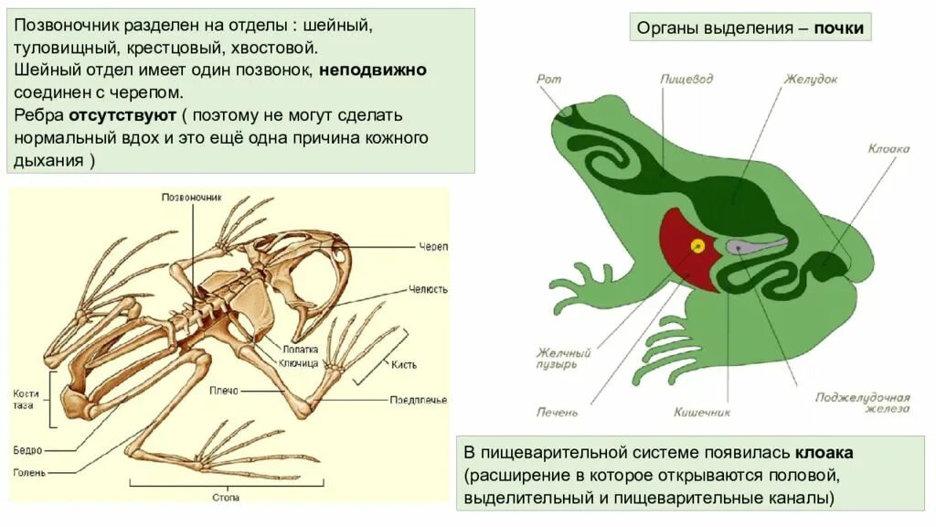 В позвоночнике разделяют отделы. Деление позвоночника на хвостовой и туловищный отделы. Зоология таблица. Таблица по зоологии ЕГЭ.