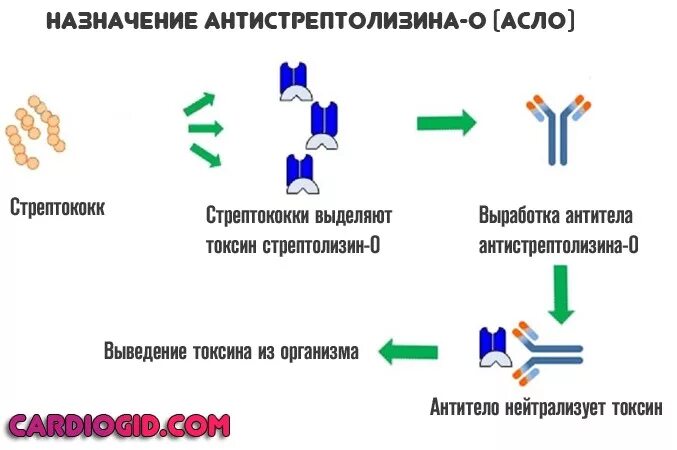 Антитела к стрептолизину о асло. Анализ на стрептококк асло крови. Титр антител к анти о стрептолизин норма. Антитела к стрептолизину о асло норма. Асло анализ крови повышен