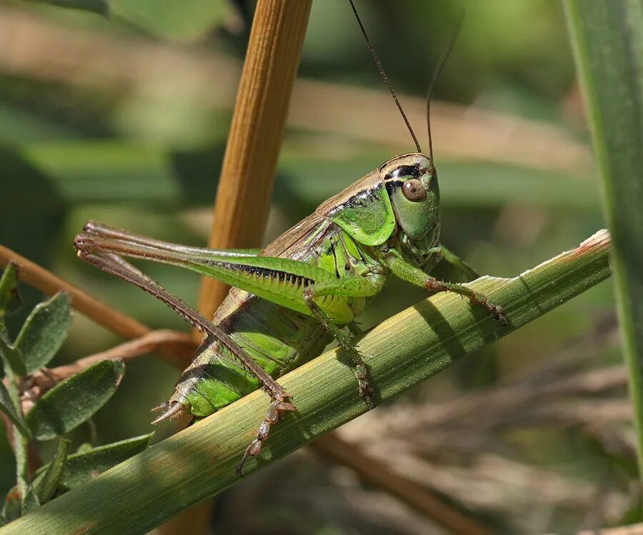 прямокрылые кузнечики