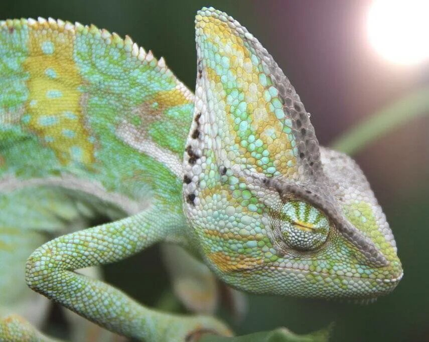 Кормление хамелеона. Ящерица хамелеон йеменский. Хамелеон йеменский шлемоносный. Пантеровый хамелеон. Йеменский хамелеон.