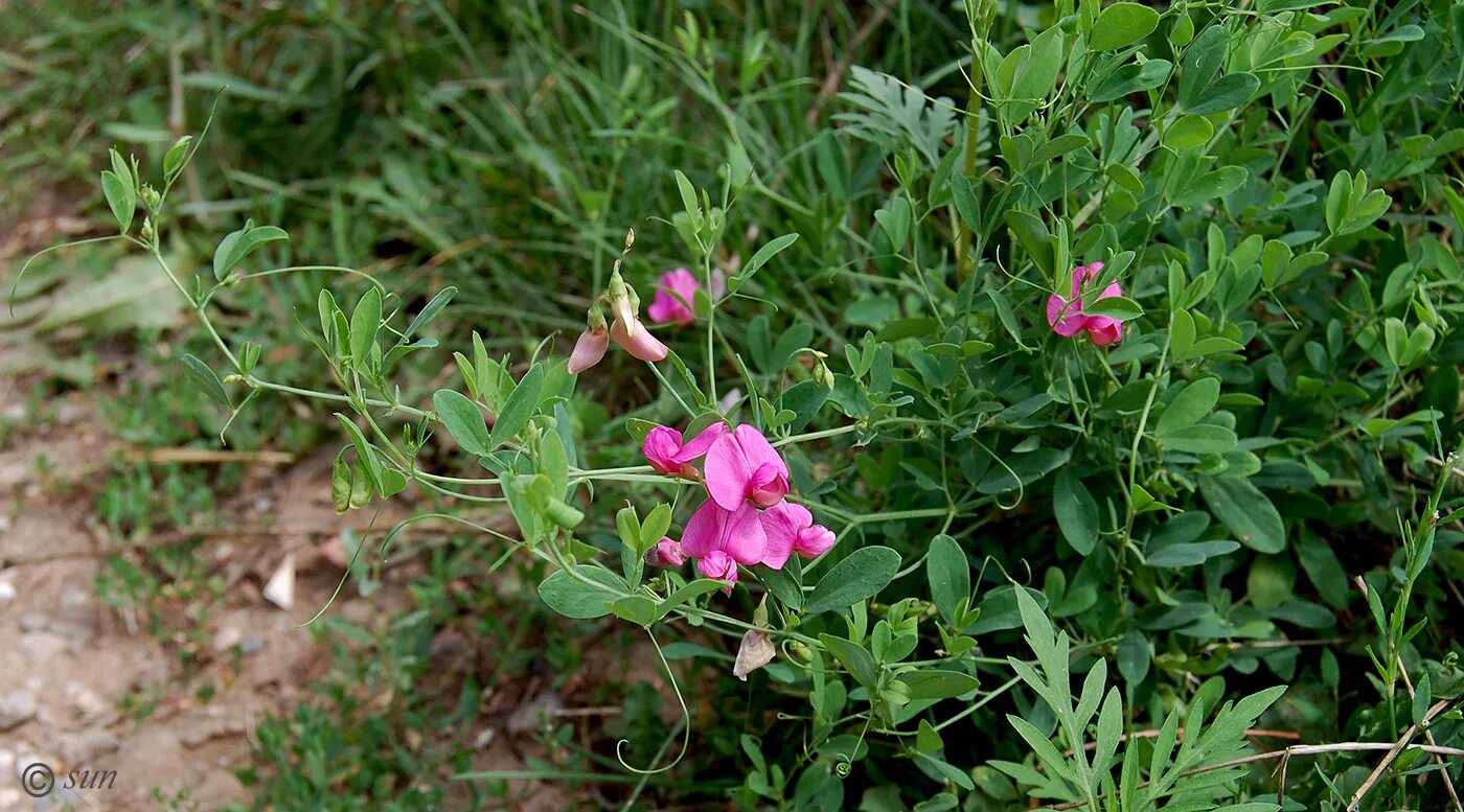 Чина японская. Чина клубненосная Lathyrus tuberosus. Сорняк чина клубненосная. Чина клубневая (Lathyrus tuberosus l)чина Скалисе. Чина клубненосная Полевая.