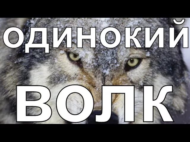 Одинокий волк песня. Блатной удар одинокий волк. Шансон одинокий волк. Песни одинокий волк.