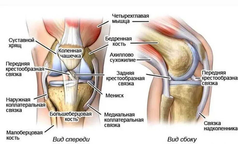 Коленный сустав сайт. Коленный сустав анатомия. Сухожилия коленного сустава. Мышцы коленного сустава. Связки и сухожилия коленного сустава.