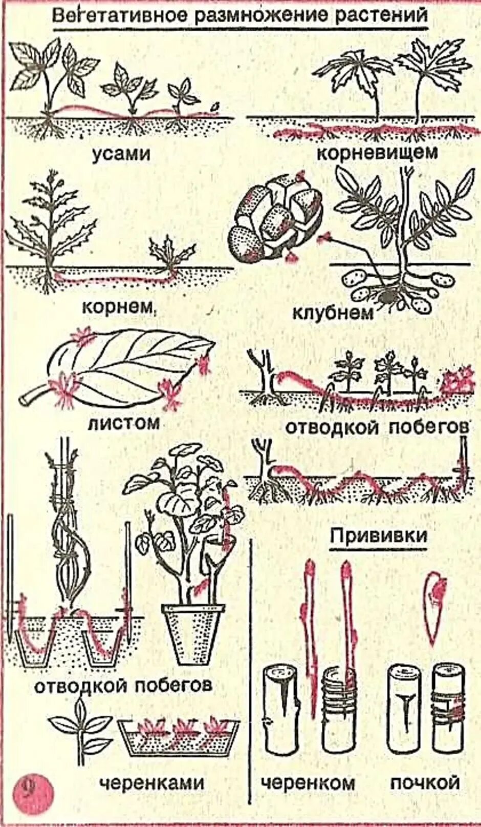 Формы вегетативного размножения примеры. Схема черенкования растений. Способы вегетативного размножения растений. Размножение растений черенками схема. Вегетативное размножение растений черенкование.