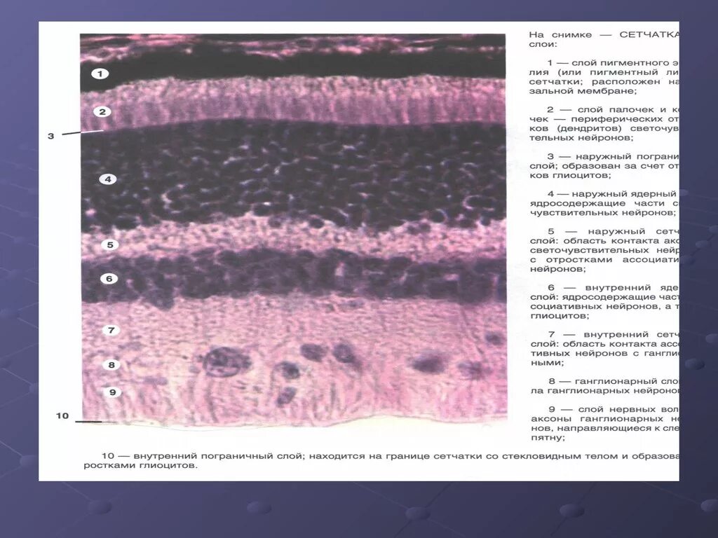 Сетчатка гистология препарат. Оболочки сетчатки гистология. Гистологическое строение сетчатки глаза. Строение сетчатки гистология.
