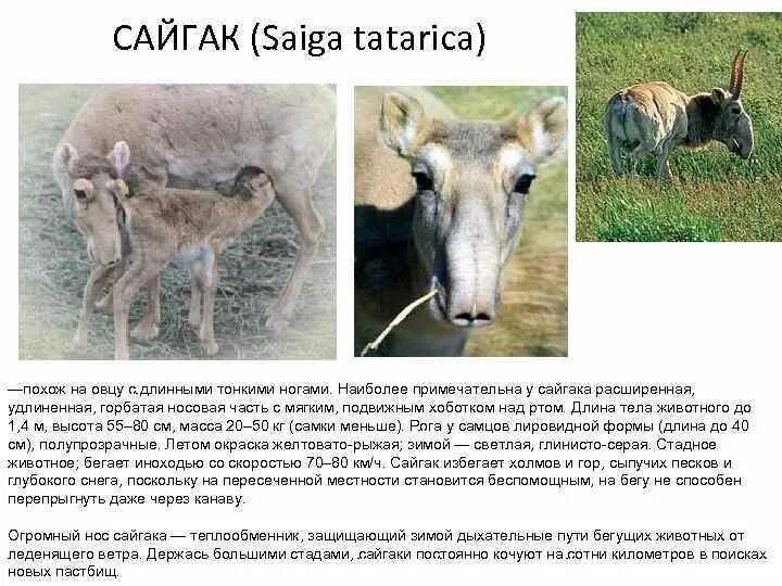 Где живет сайгак природная зона. Животное Сайгак (Saiga tatarica). Сайгак строение носа. Скорость сайгака. Похожая на сайгака.