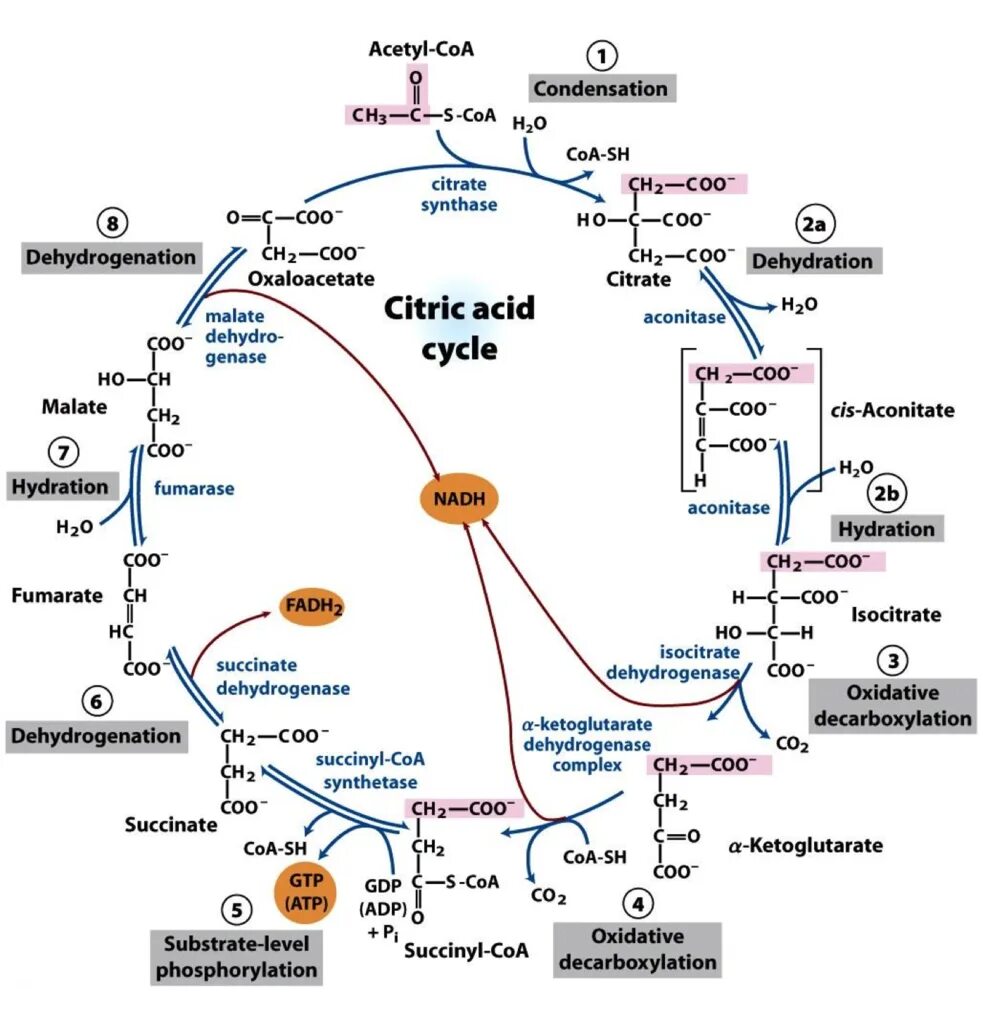 Цикл трикарбоновых кислот этапы. Цикл Кребса ЦТК. Цикл Кребса схема. Цикл трикарбоновых кислот схема. Малоновая кислота цикл Кребса.