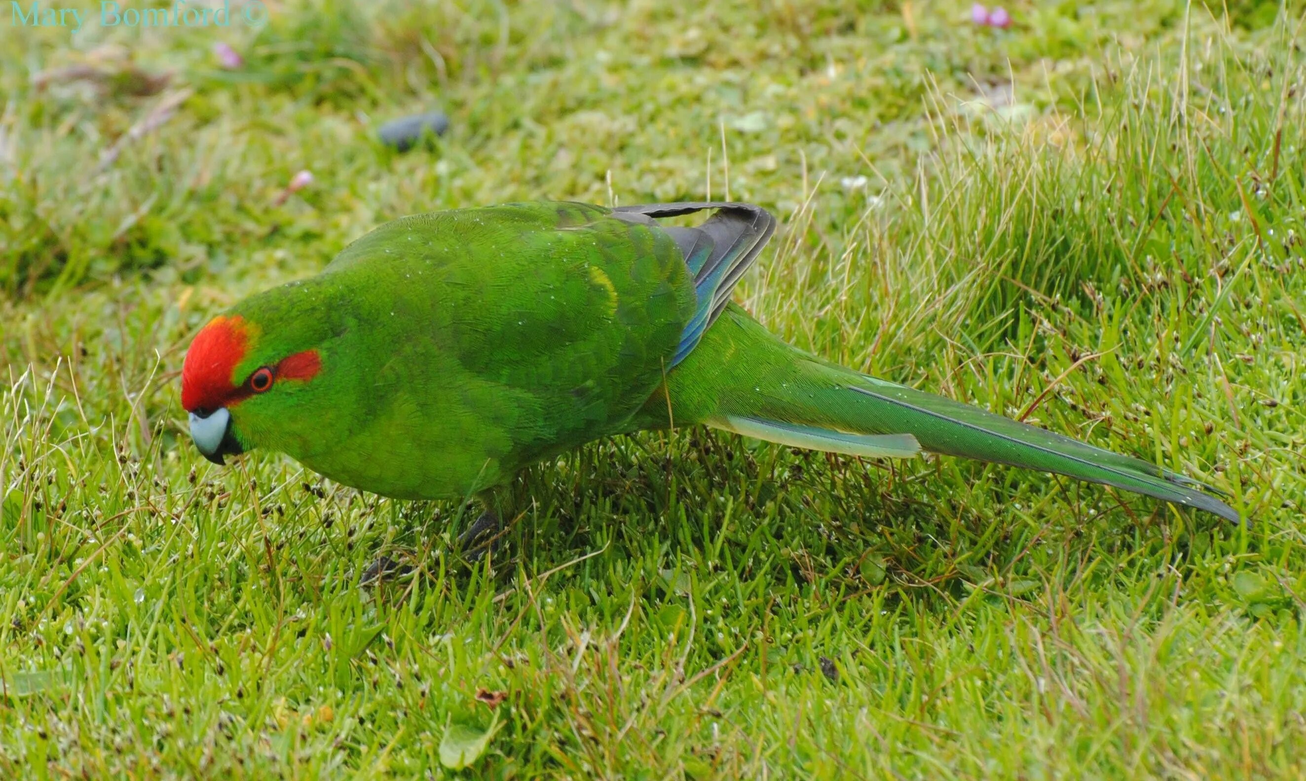 Прыгающий попугай. Краснолобый какарик. cyanoramphus novaezelandiae. новозеландский прыгающий какарик. краснолобый новозеландский (прыгающий) попугай.