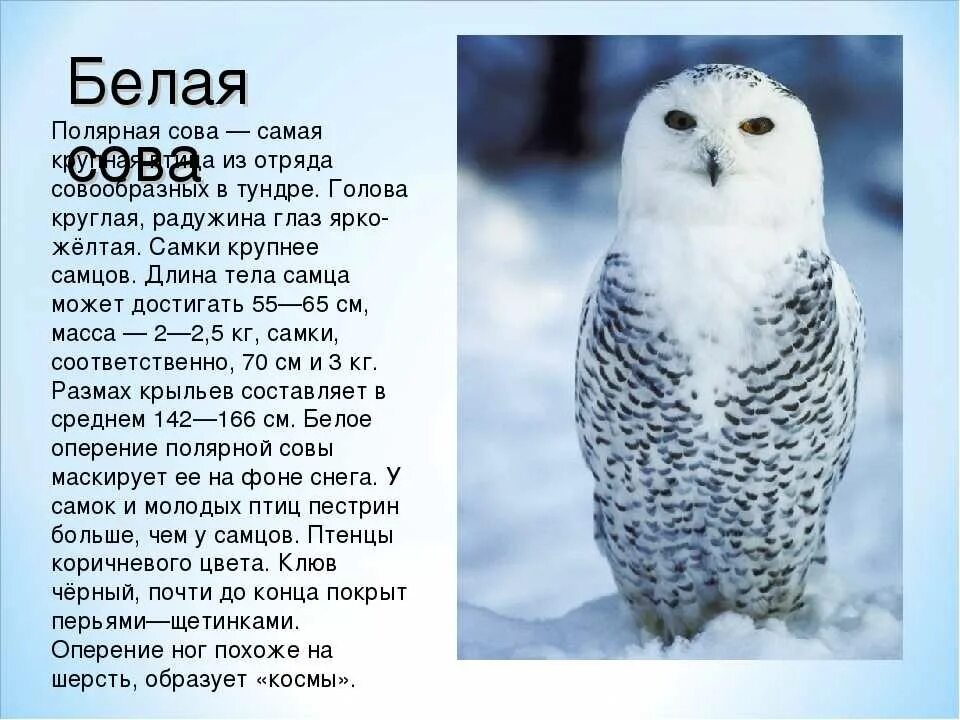 Где обитает сова в какой природной зоне. Белая сова описание. информация о белой сове. сообщение о белой сове. полярная сова описание.