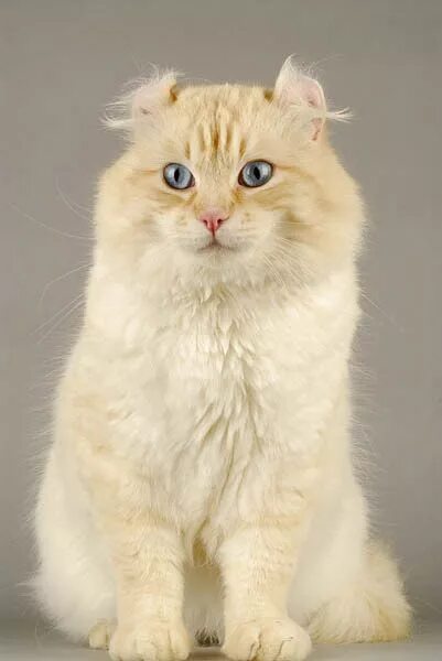 Curl cat