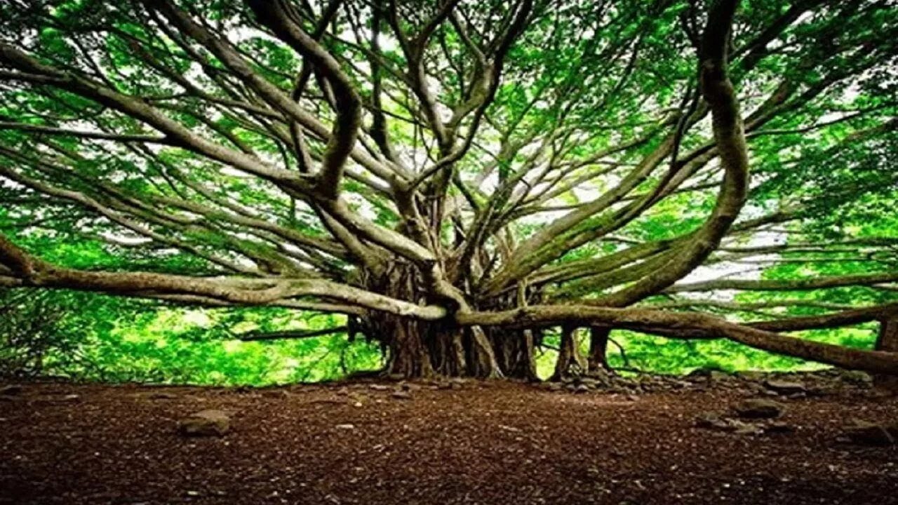 The great tree. Карпатский бук дерево. The great tree. Фикус бенгальский великий баньян. Великий баньян.