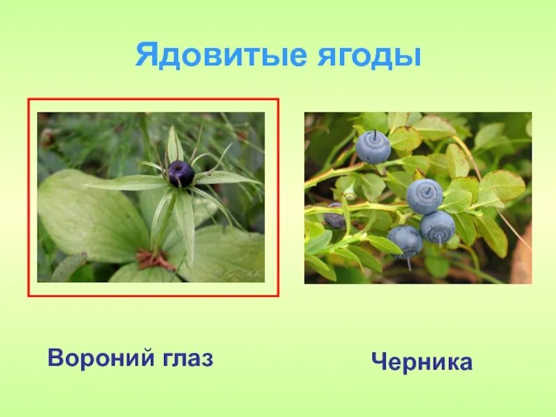 Есть ядовитые ягоды. Несъедобные ягоды в лесу для детей. Есть ядовитые ягоды. Ядовитые ягоды. Ягоды волчье лыко вороний глаз.