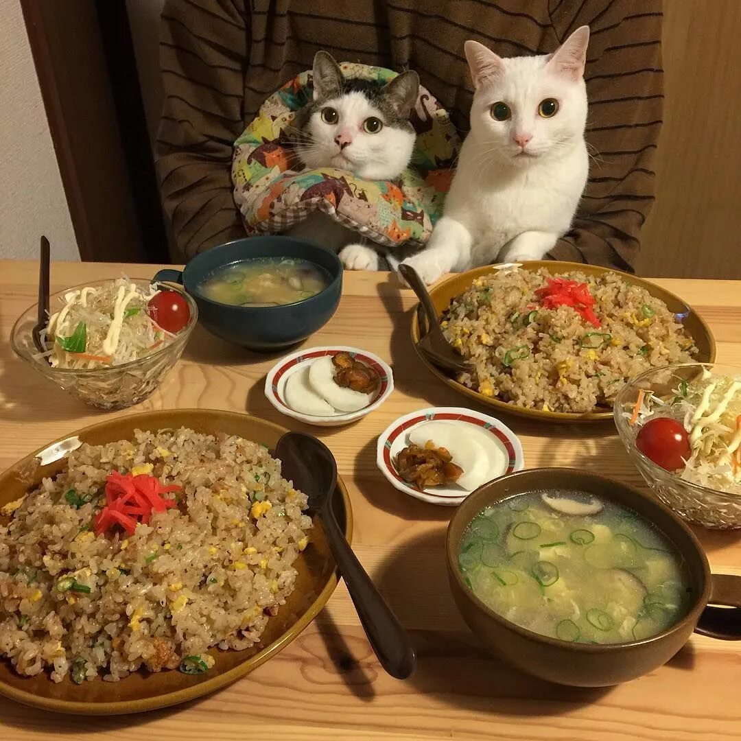 Хорошо пообедать. Еда для кошек. Домашняя еда для кошек. Коты и еда. Обед котов.