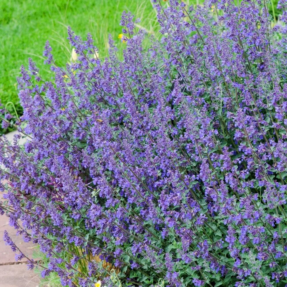 Котовник фассена six hills giant. Котовник фассена (nepeta faassenii `six hills giant`). Котовник фассена six hills giant. Котовник фассена (nepeta faassenii `six hills giant`). Котовник фассена (nepeta faassenii).