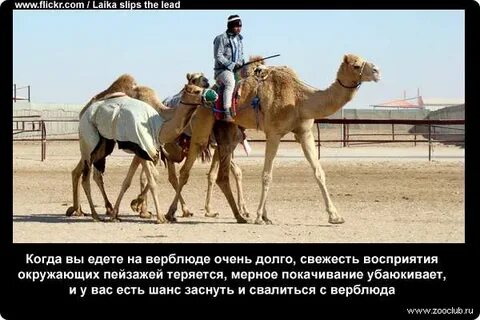 Интересные факты о верблюдах