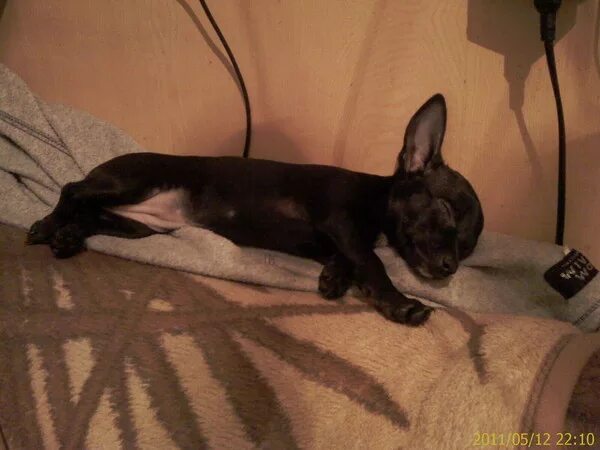 Той терьер вес. Вес русского той терьера. Той терьер русский кабелек. Той терьер щенок 6 месяцев. Той терьер до 2 кг.