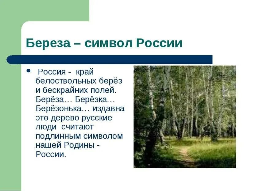 Белоствольная береза символ Родины. Березка символ России. Береза символ Руси. Символ Росси берёза русская.