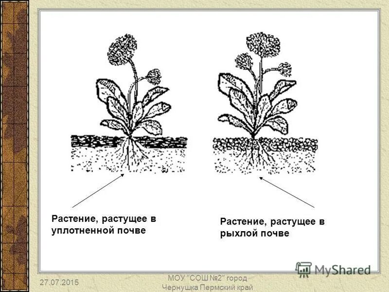 почва. лучше произрастает растительность на почвах. растущая травка. росток травы. уплотненные почвы какие растения растут.