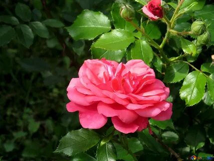 Rosa vermelha em um arbusto 49722.